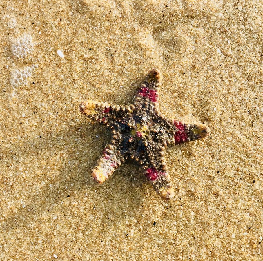 Starfish Beach Bungalows Arugam Bay Eksteriør billede